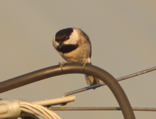 Carolina Chickadee photographed in Arkansas