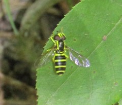 Xanthogramma flavipes