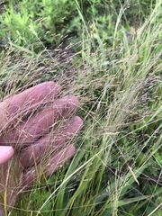 Agrostis hyemalis