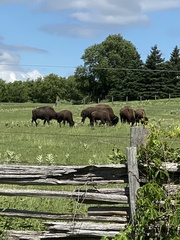 Bison
