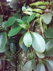 Peperomia obtusifolia