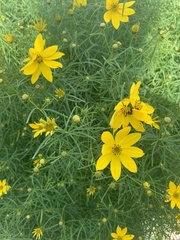 Coreopsis palmata