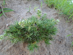 Scleranthus perennis