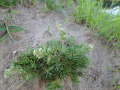 Scleranthus perennis