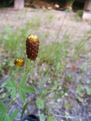 Trifolium spadiceum