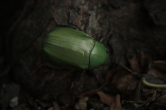 Chrysina
