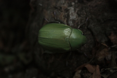 Chrysina