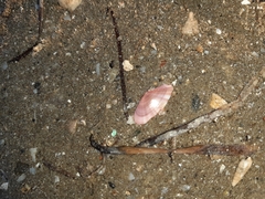 Moerella pulchella