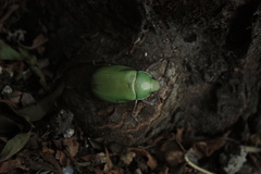 Chrysina