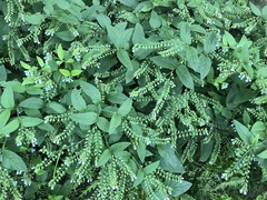 Symphytum caucasicum