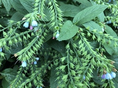 Symphytum caucasicum