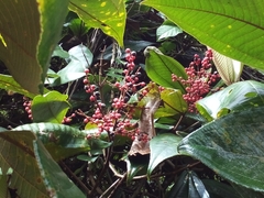 Miconia impetiolaris