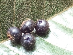 Miconia impetiolaris