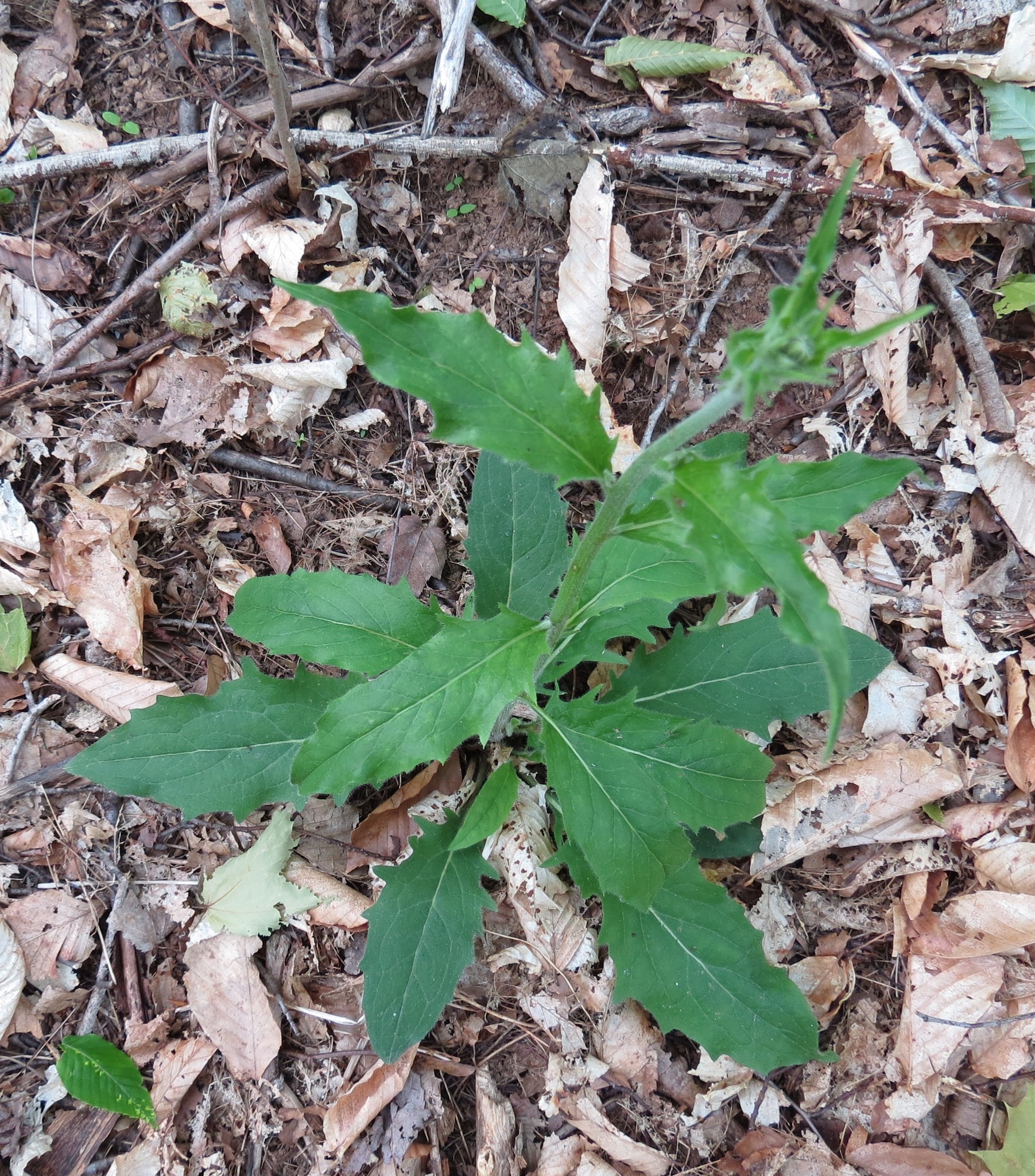 Hieracium vulgatum