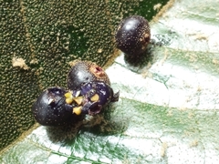 Miconia impetiolaris
