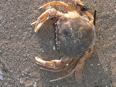 Liocarcinus holsatus