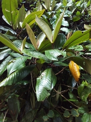 Miconia impetiolaris