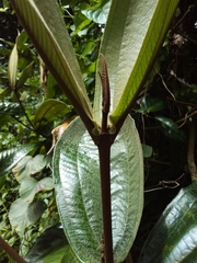 Miconia impetiolaris