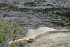 Motacilla alba