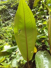 Miconia impetiolaris