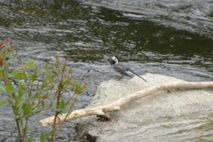 Motacilla alba