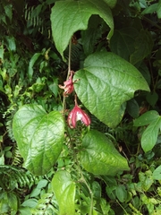 Passiflora rubra
