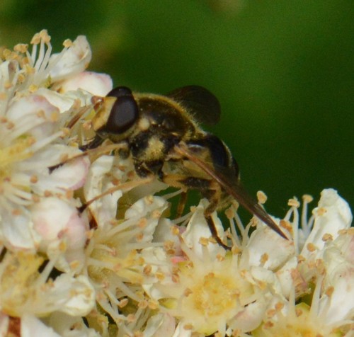 Yellow-legged Wood Fly photo 4