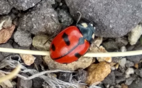 High-country Lady Beetle photographed in Colorado