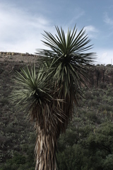 Yucca decipiens