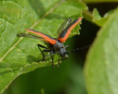 Desmocerus aureipennis