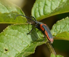 Desmocerus aureipennis