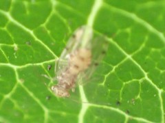 Ectopsocus californicus