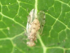 Ectopsocus californicus