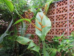 Heliconia latispatha