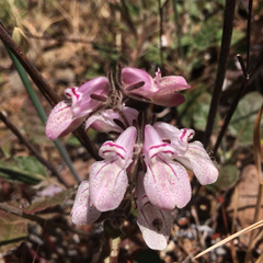 Collinsia tinctoria
