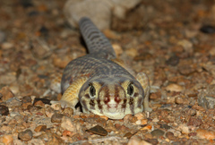 Teratoscincus scincus