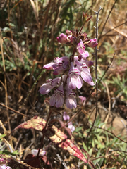 Collinsia tinctoria