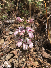 Collinsia tinctoria