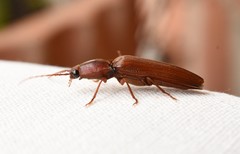 Stenagostus rufus