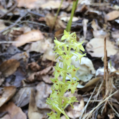 Platanthera michaelii