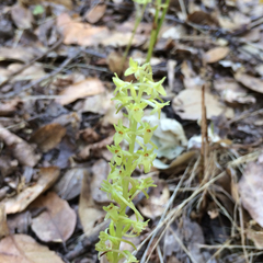 Platanthera michaelii