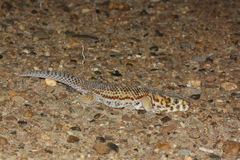 Teratoscincus scincus