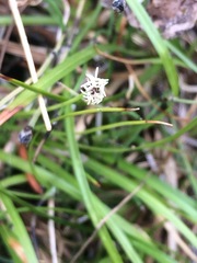Carex concinna