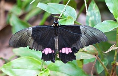 Heraclides anchisiades capys