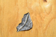 Metanema determinata