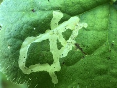 Phytomyza tiarellae