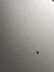 Ctenocephalides canis