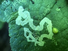 Phytomyza tiarellae