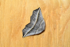 Metanema determinata