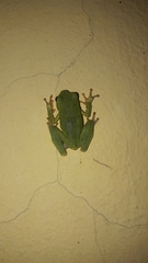 Hyla sarda